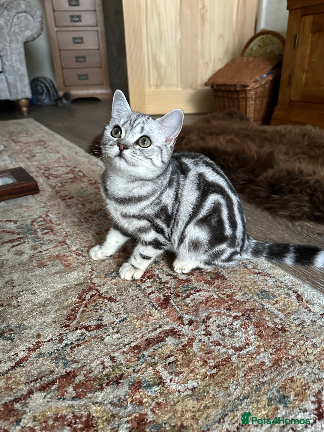 British Shorthair cats for sale: Silver Tabby BSH GCCF registered Kittens - Image 15