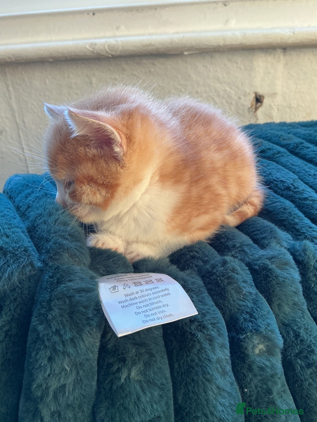 Domestic Shorthair cats for sale: Black-white-Ginger kitten - Advert 15