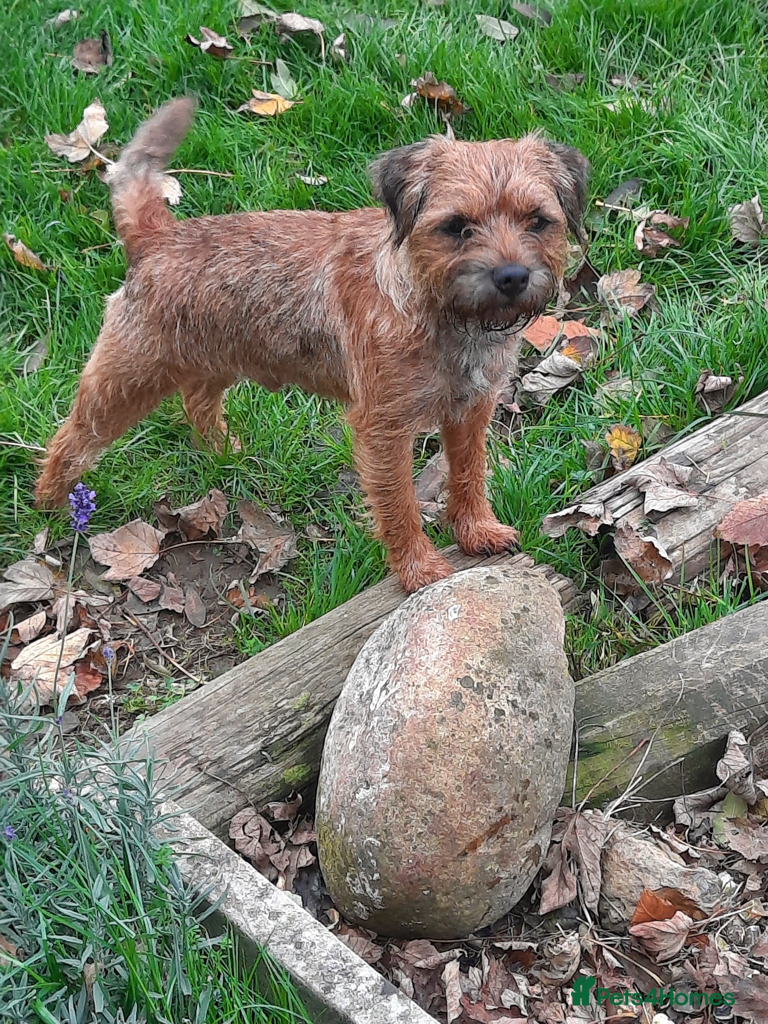 Border Terrier dogs for sale: border terrier puppies - Advert 6