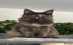 Maine Coon cats for sale: TICA 5 GEN PEDIGREE DNA TESTED  - Image 14