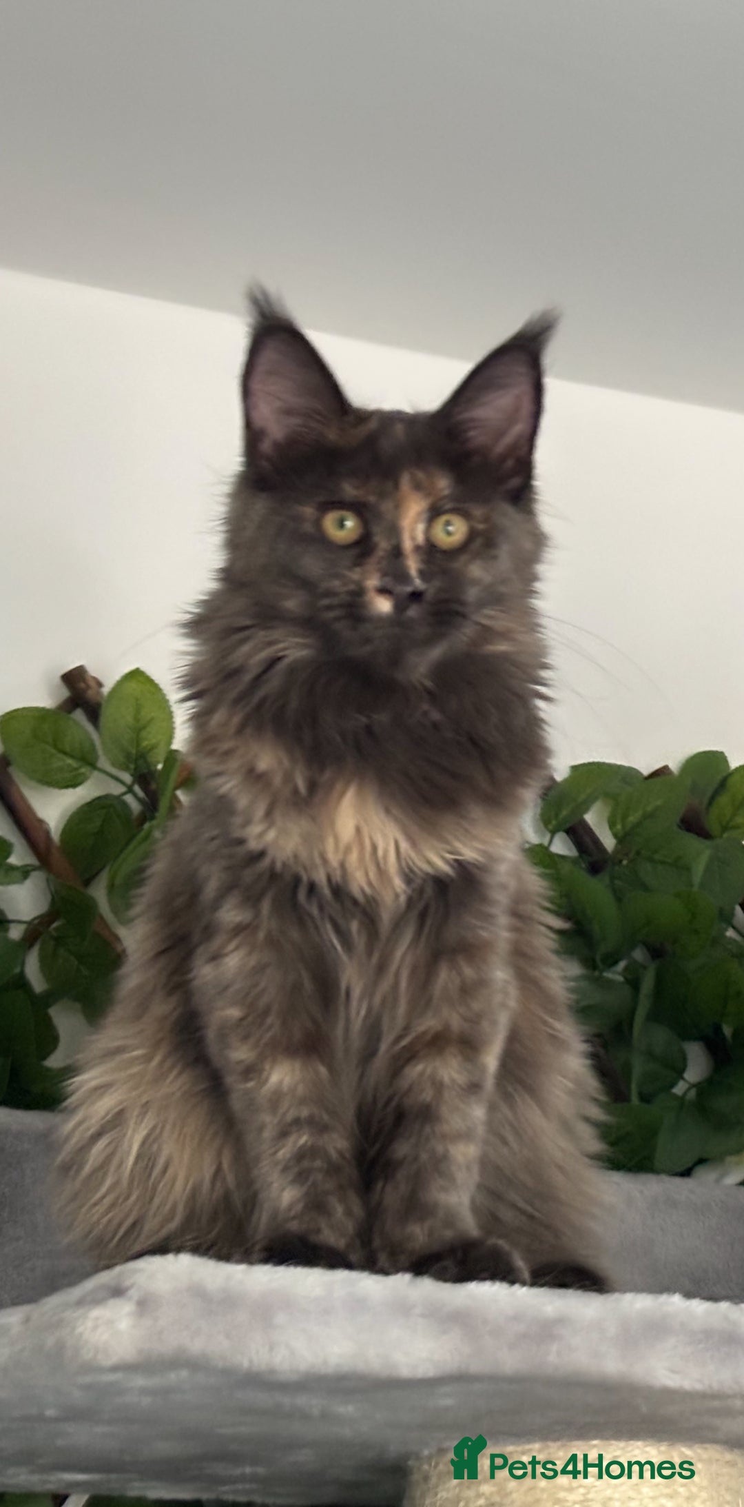 Maine Coon cats for sale: TICA 5 GEN PEDIGREE DNA TESTED  - Image 14