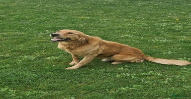 Golden Retriever dogs - Advert 1