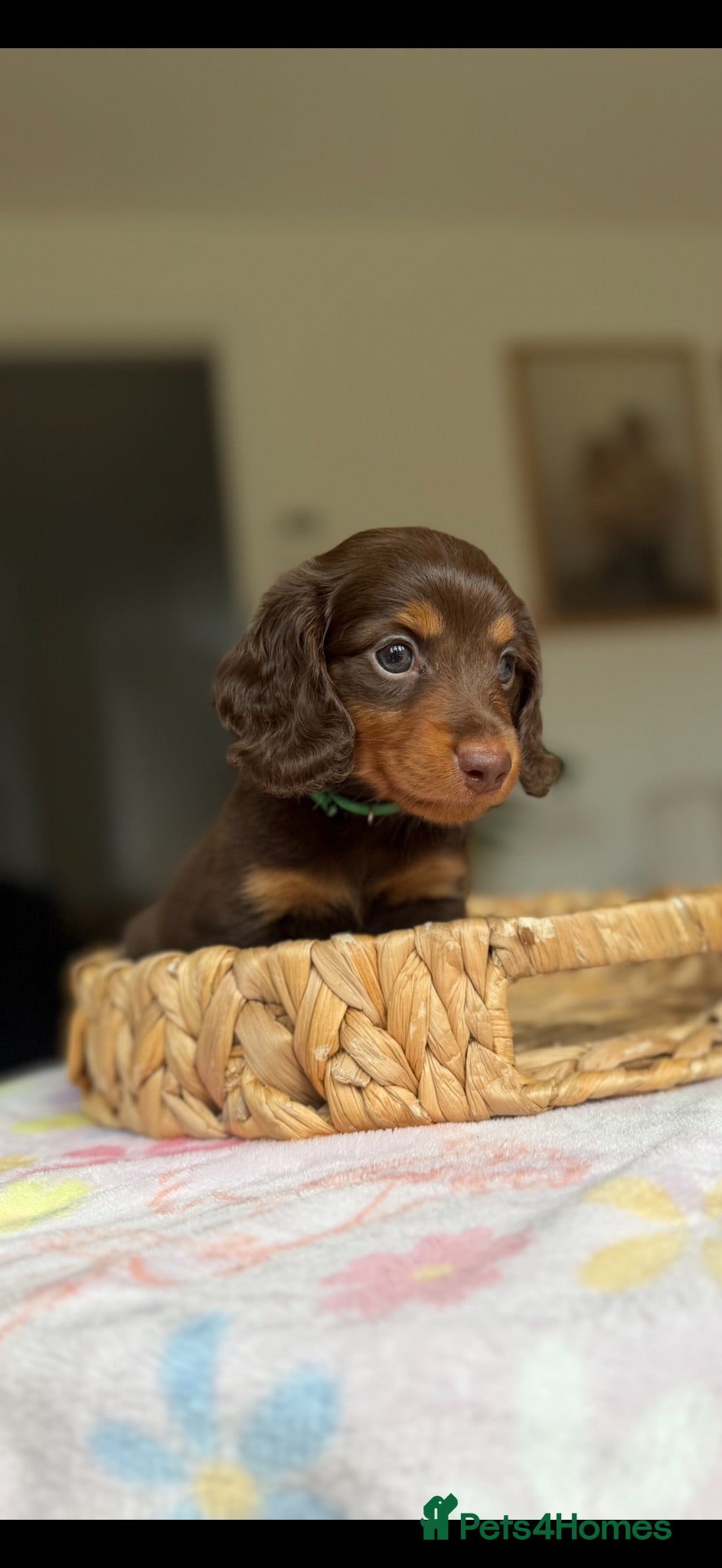 Miniature Dachshund dogs Stunning 5 ⭐️ long-haired miniature dachshunds - Advert 1