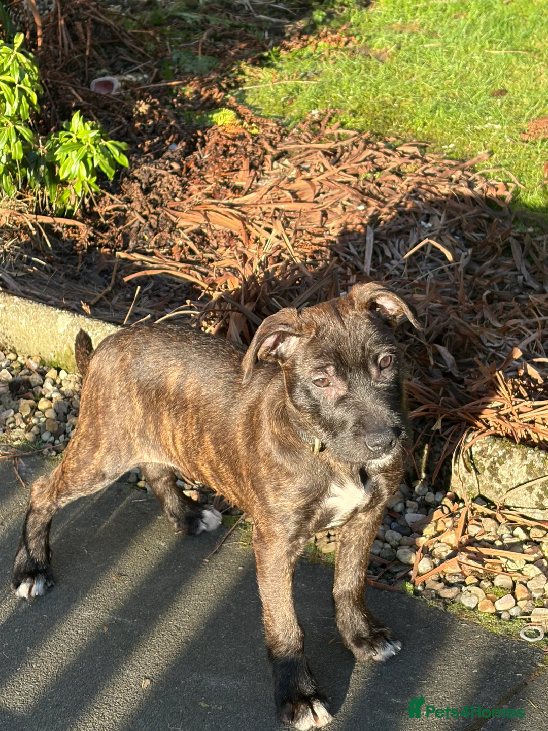 Mixed Breed dogs for sale: Lovely wheaten terrier x girl in Stirling - Advert 5