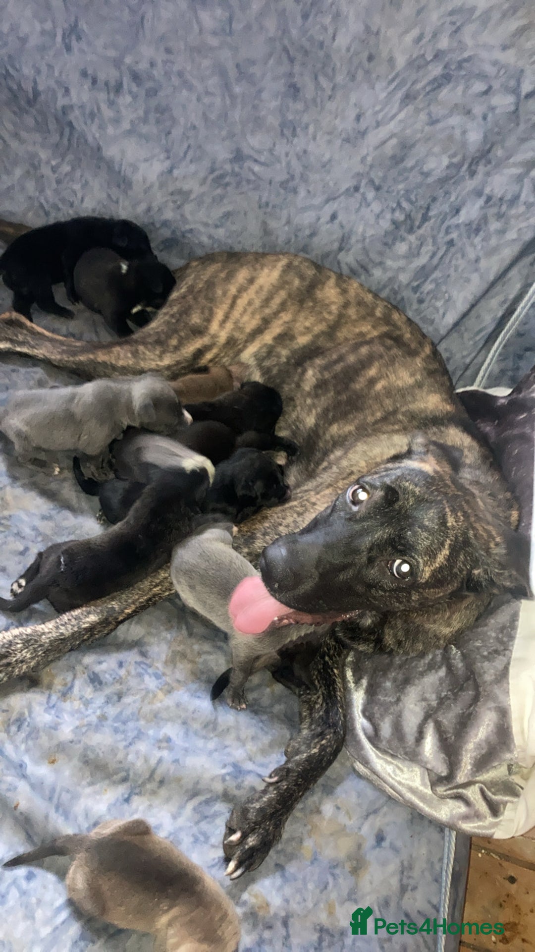 Mixed Breed dogs for sale: PressaXAmerican bull dog  - Image 13