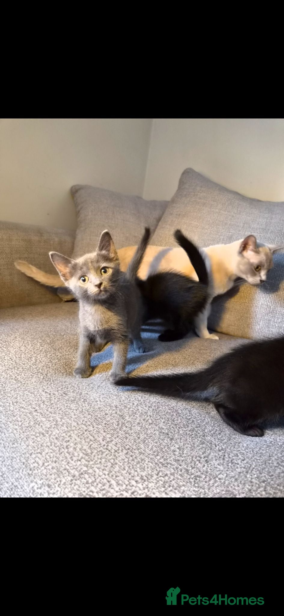 Burmese cats Burmese x Russian Blue - Advert 5