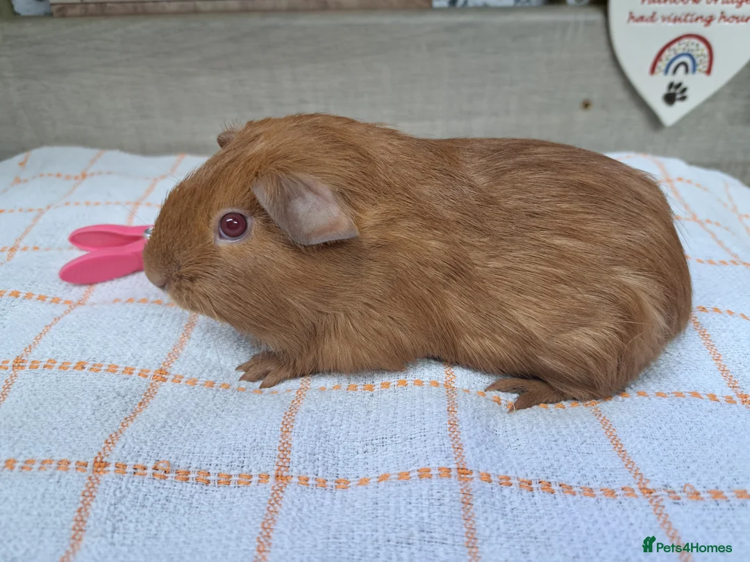 Guinea Pig rodents for sale: Baby girl guinea pig - Leeds LS27  - Advert 1