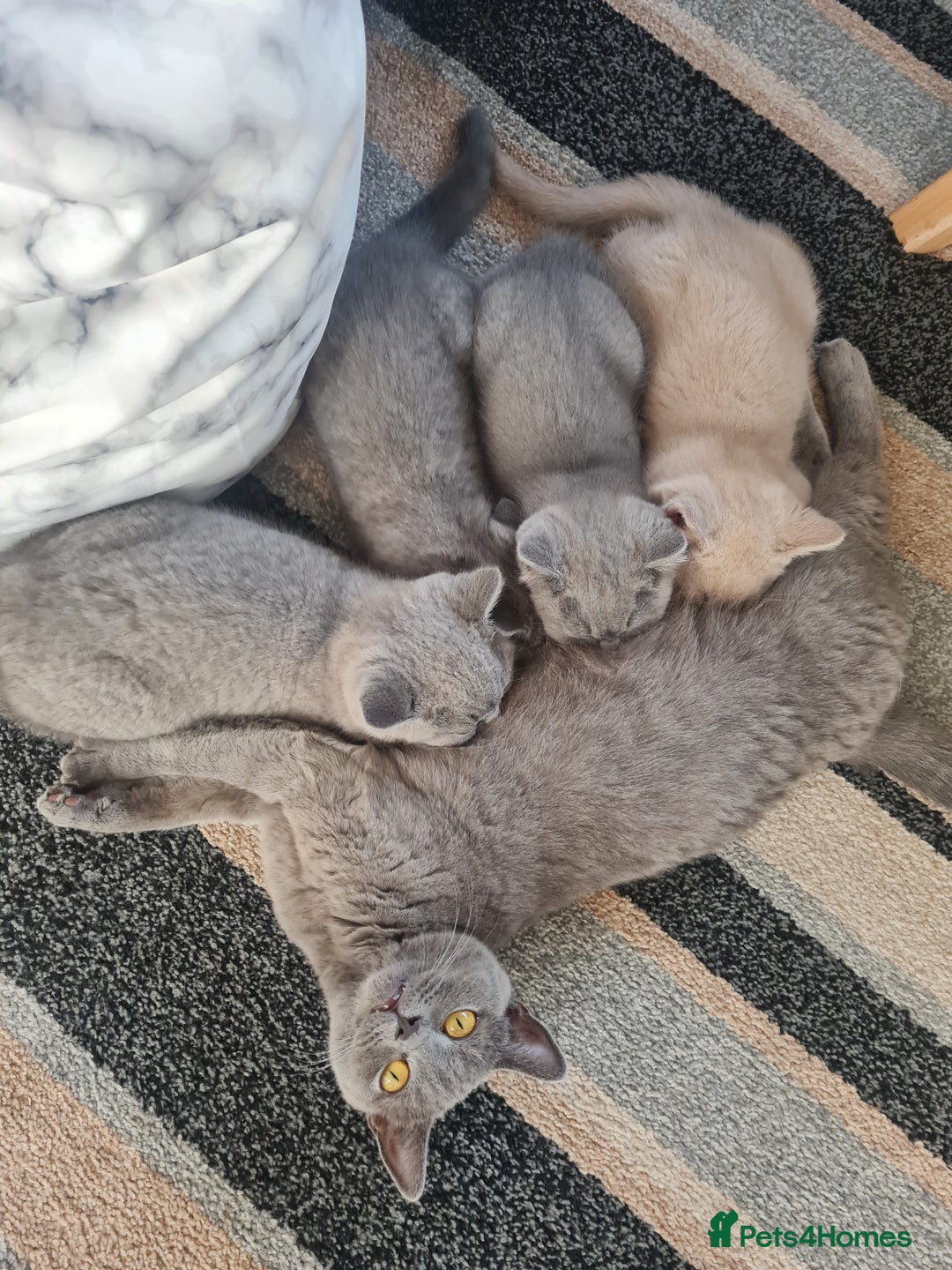 British Shorthair cats for sale: 2 beautiful boys looking for their new family - Image 8