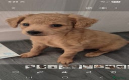 Mixed Breed dogs for sale: Cockapoochis Ready Now  - Image 2