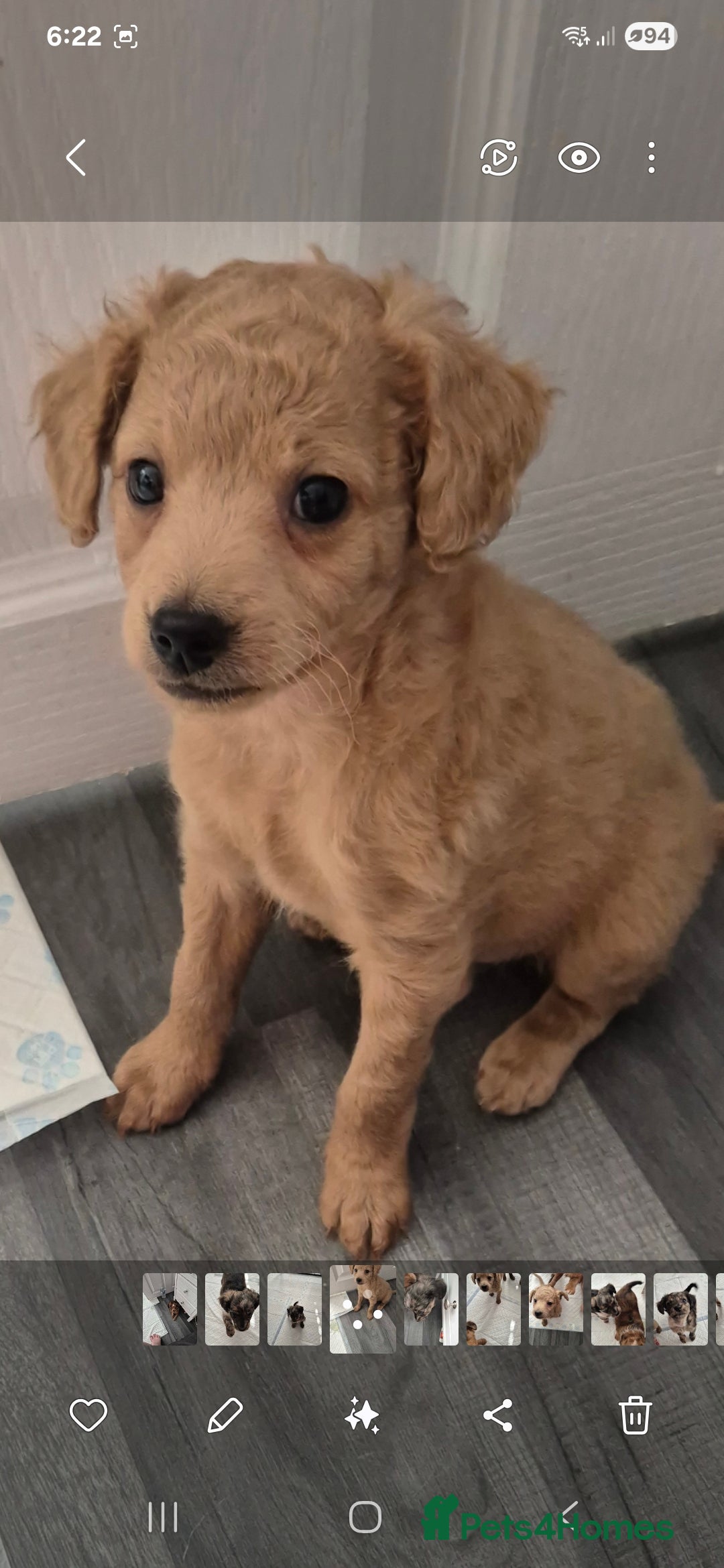 Mixed Breed dogs for sale: Cockapoochis Ready Now  - Image 2