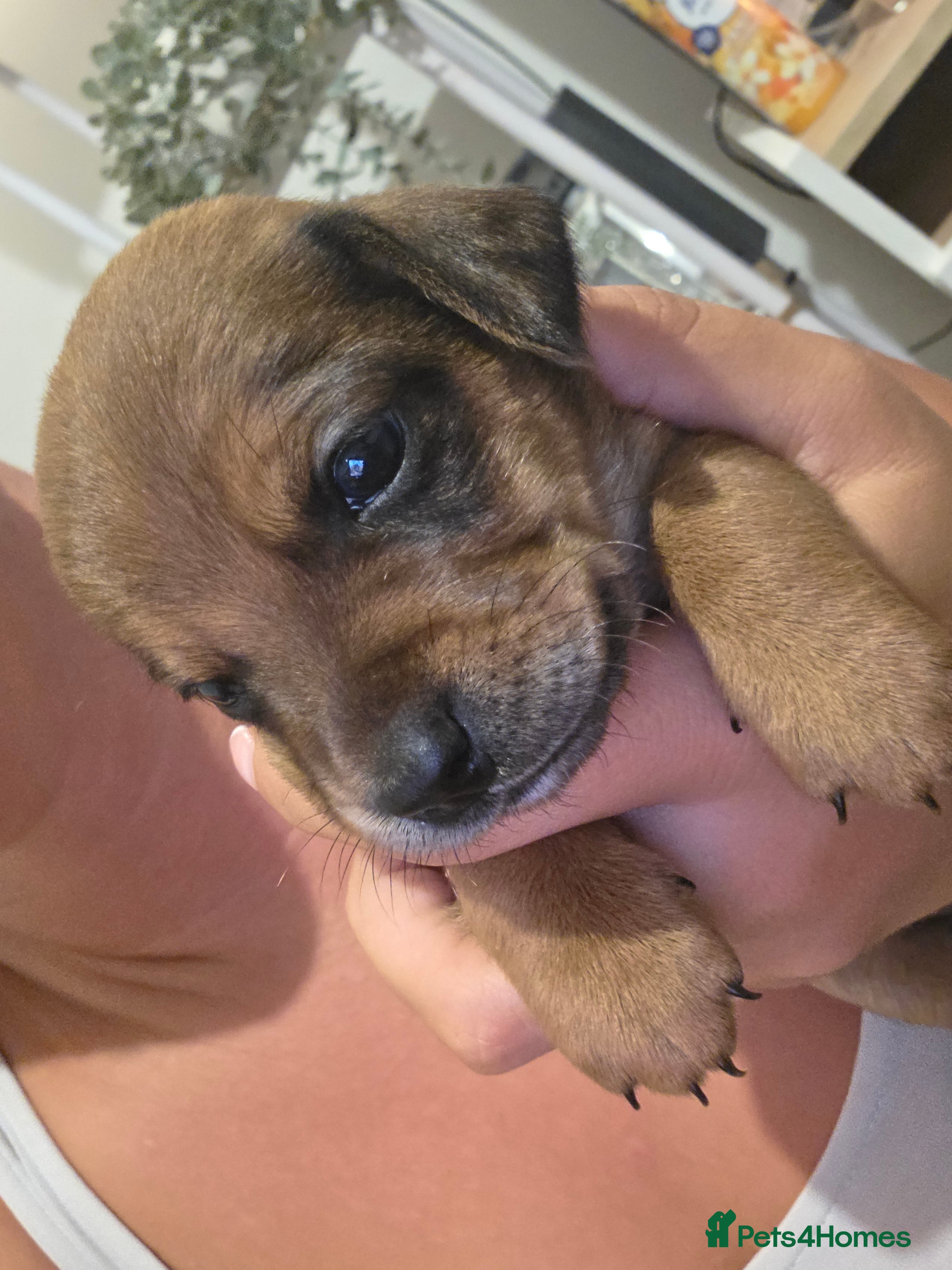 Mixed Breed dogs Stunning JR / Dachshund Pups - Advert 2