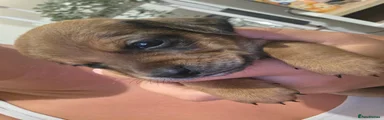 Dark Fawn Boy