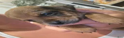 Mixed Breed dogs for sale: Stunning JR / Dachshund Pups - Advert 9