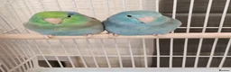 Parrots birds for sale: Indian Ringneck parrot and other  - Advert 9