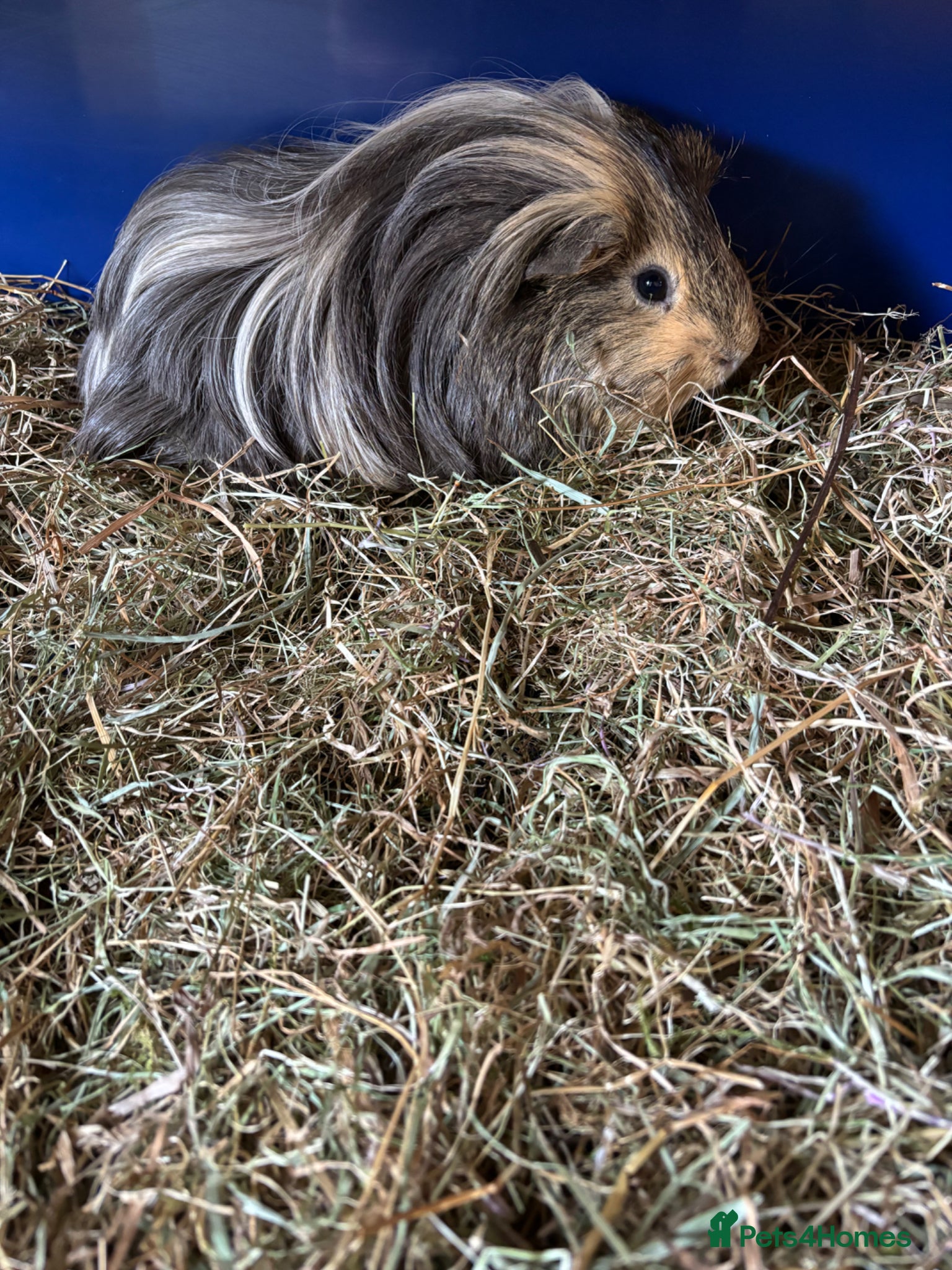 Guinea Pig rodents for sale: 2 Boy Adult Guinea Pigs 🐹  - Advert 2