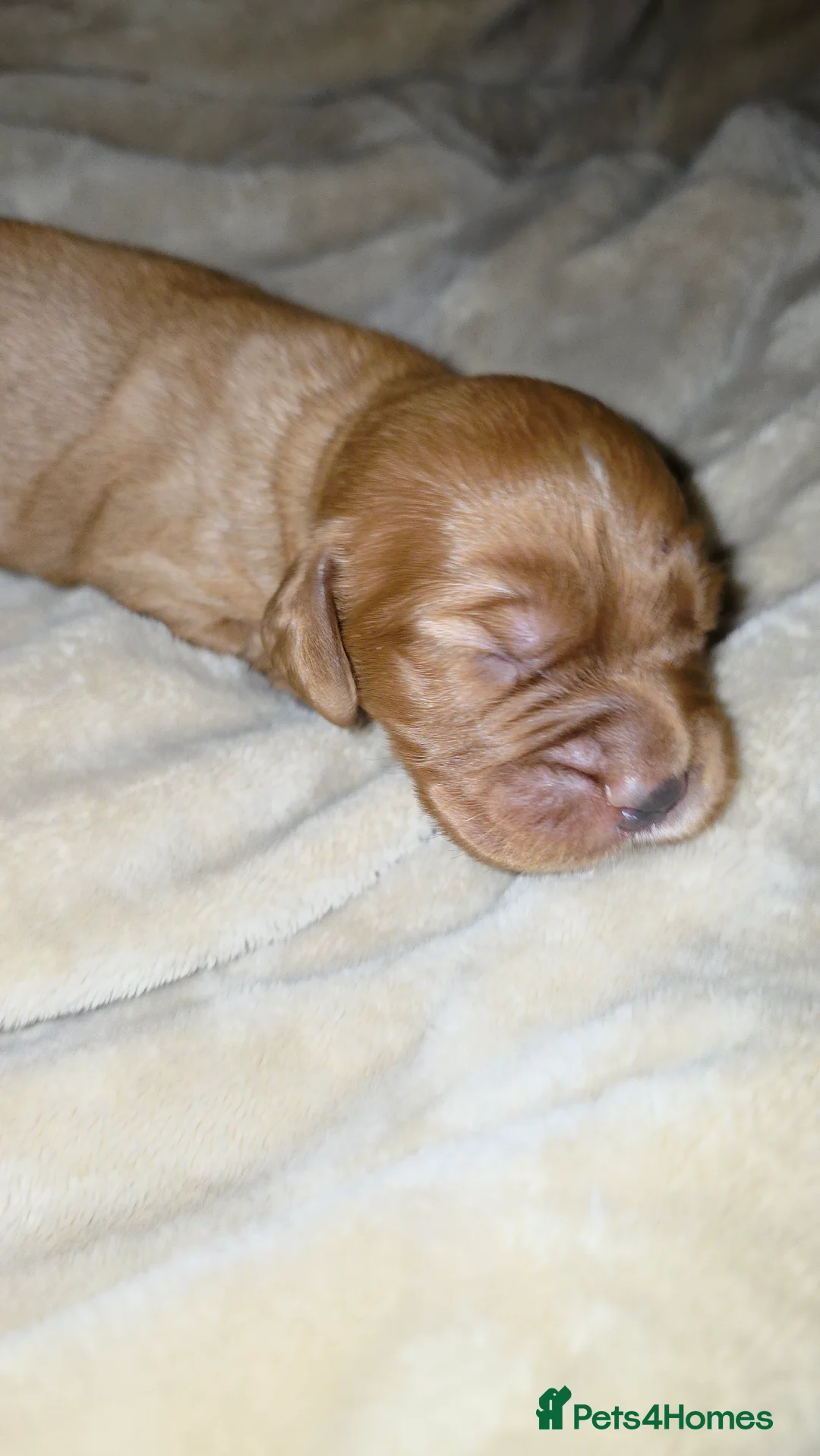Cocker Spaniel dogs for sale: Cocker spaniel pups ready NEXT WEEK - Advert 8