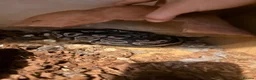 Snake reptiles for sale: Mexican black kingsnake & Royal python  - Advert 4