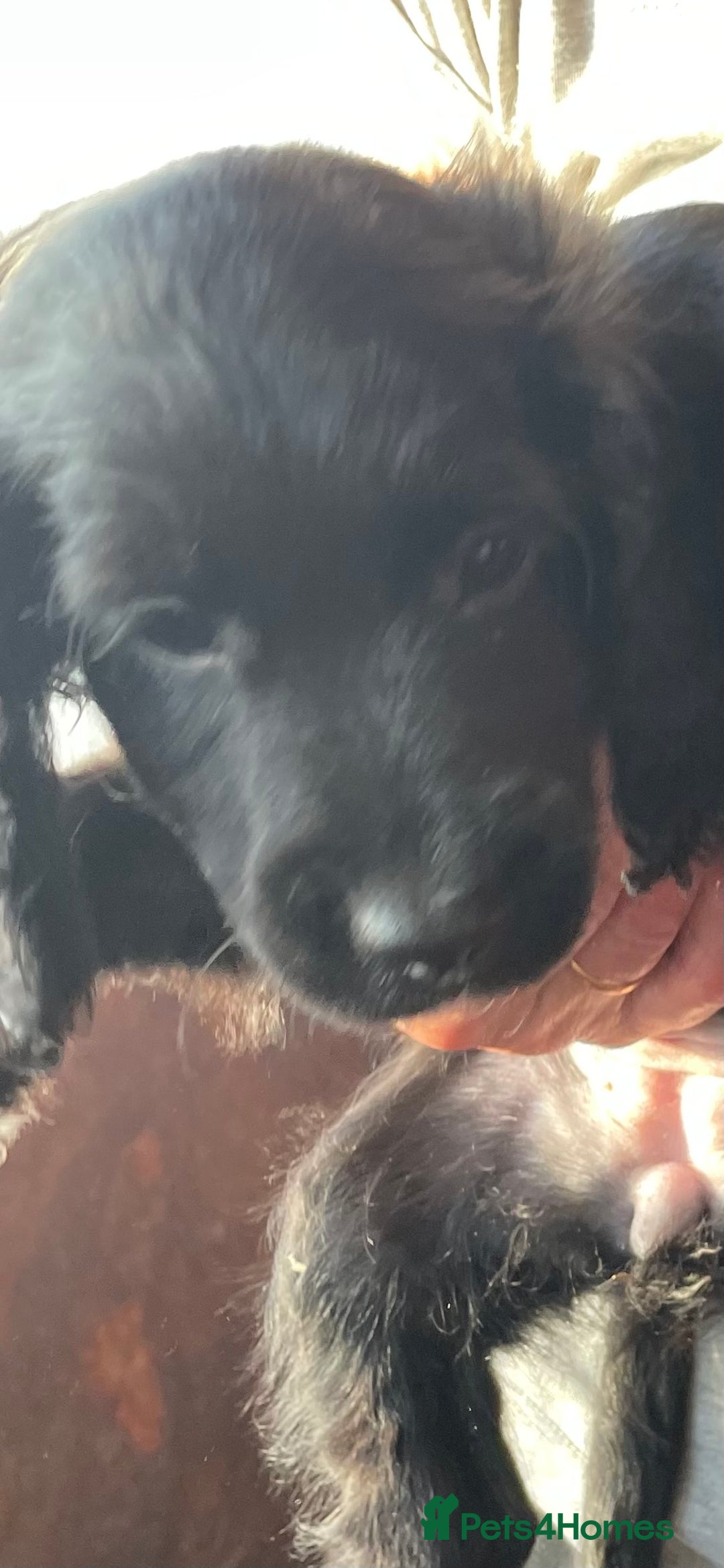 Cockapoo dogs for sale: Cockapoo Pups - Image 7