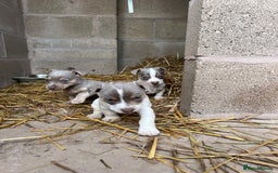 Jack Russell dogs for sale: Lilac & Tan Miniature Jack Russel  - Image 1