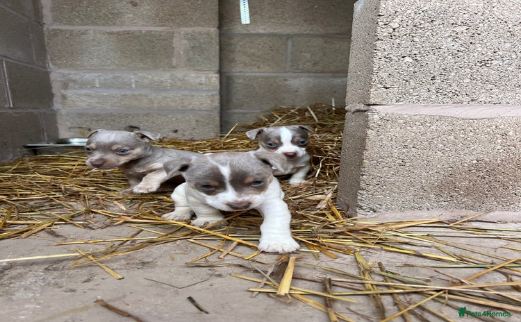 Jack Russell dogs - Advert 1