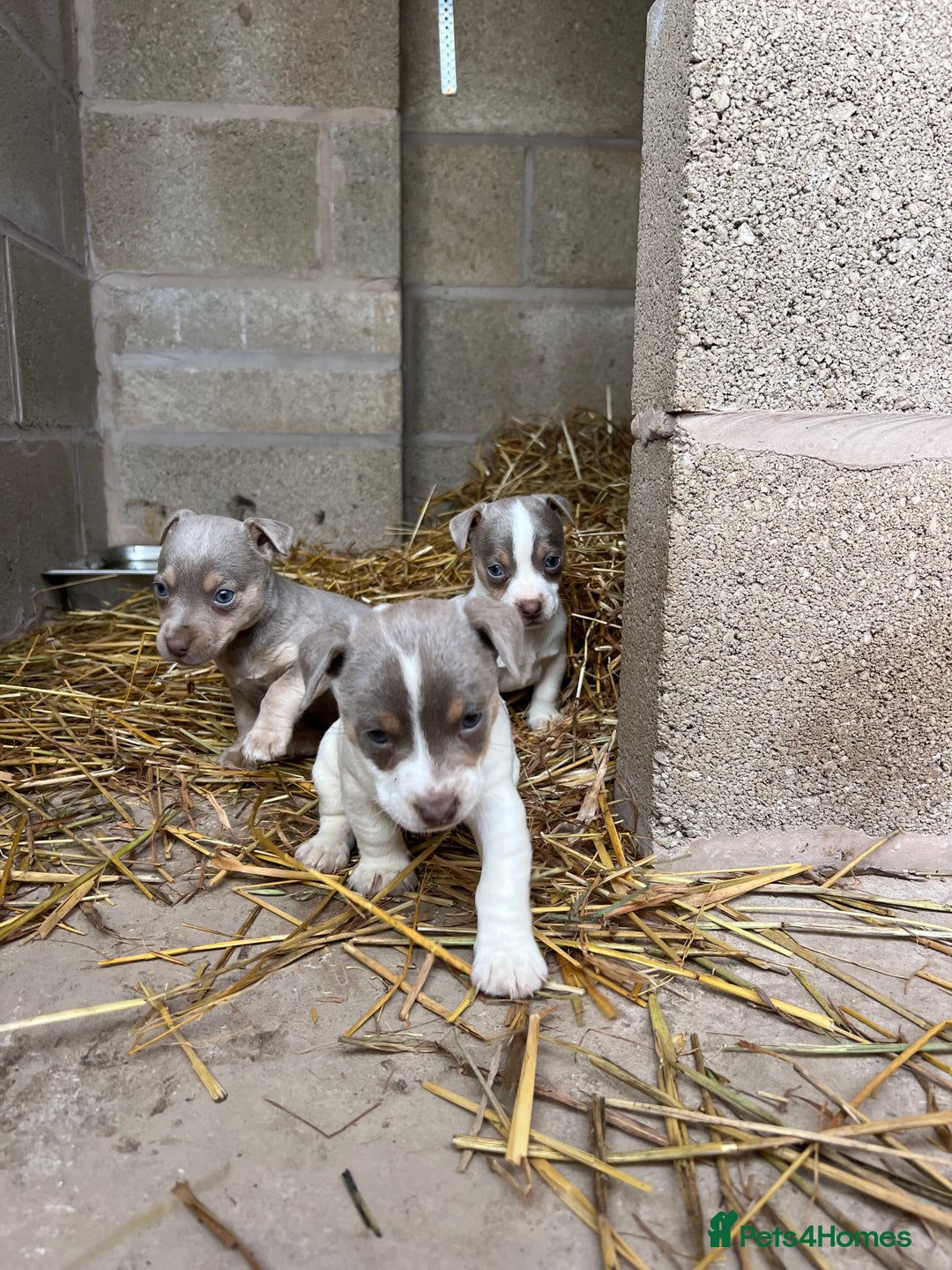 Jack Russell dogs for sale: Lilac & Tan Miniature Jack Russel  - Image 1