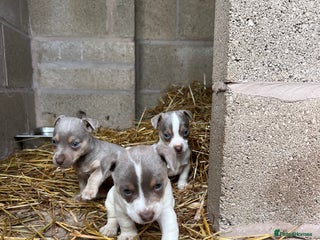 Jack Russell dogs - Advert 3