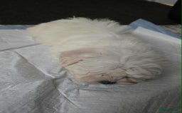 Mixed Breed dogs for sale: Ready to go - Image 4