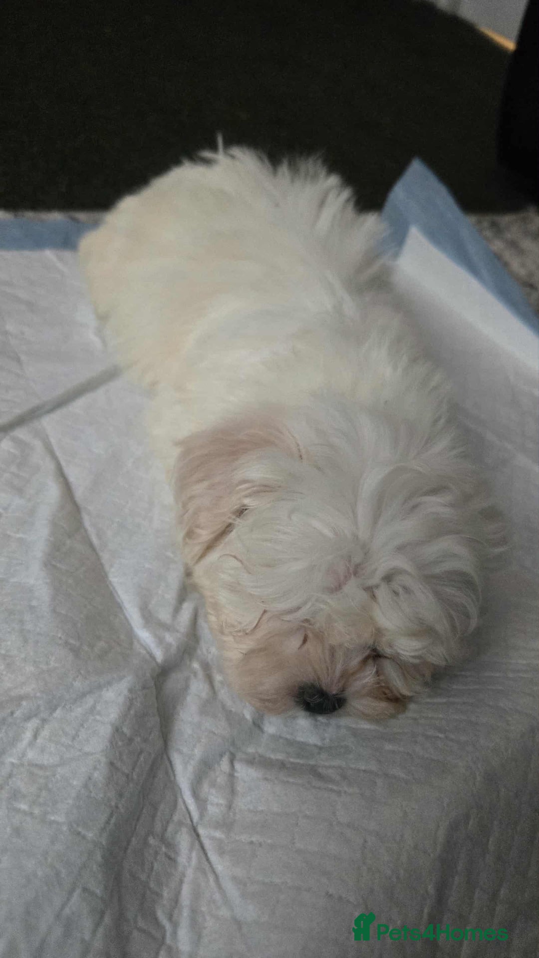 Mixed Breed dogs for sale: Ready to go - Image 4