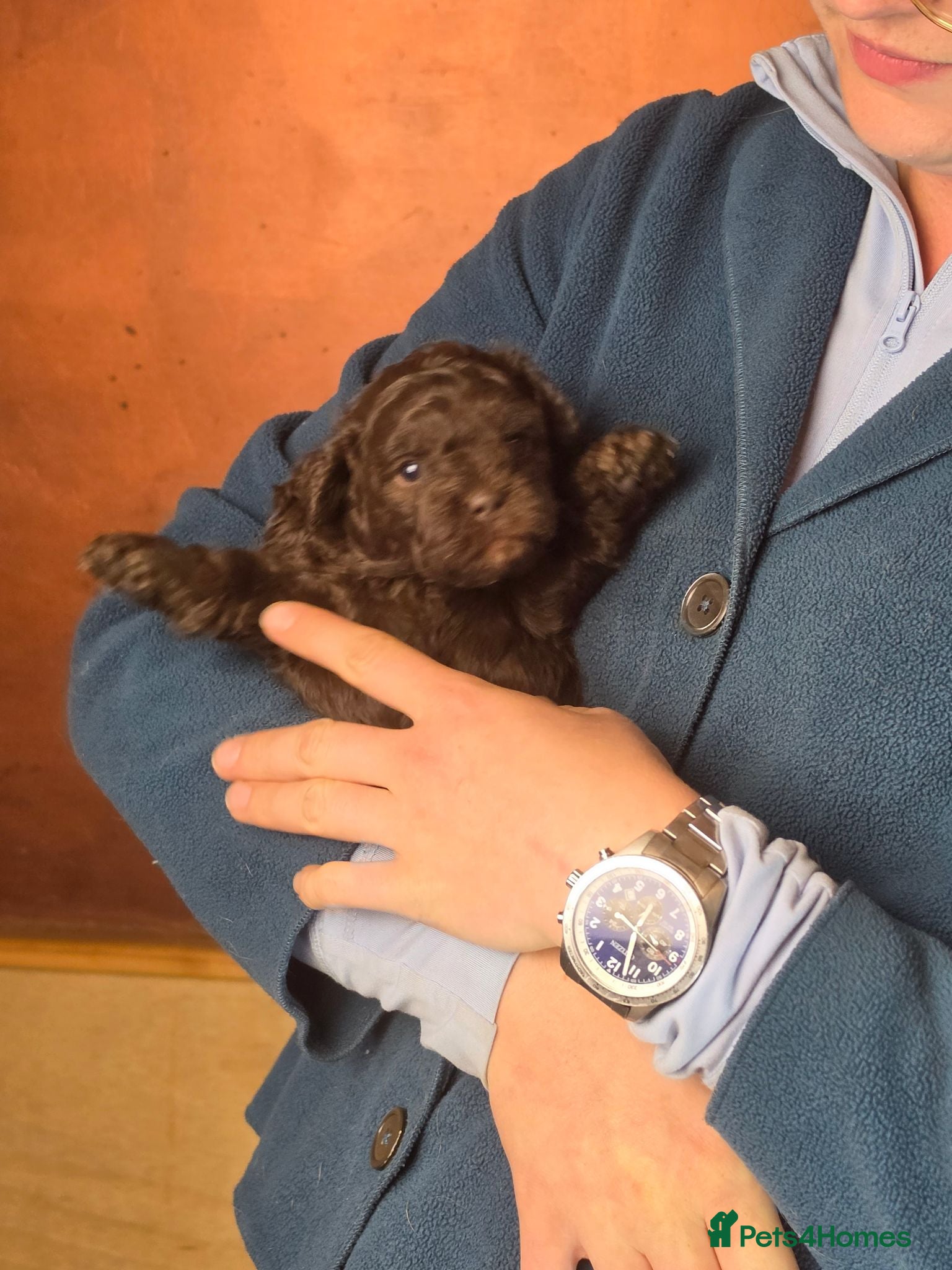 Shihpoo dogs Scrumptious Shihpoo Puppies for Sale - Advert 1