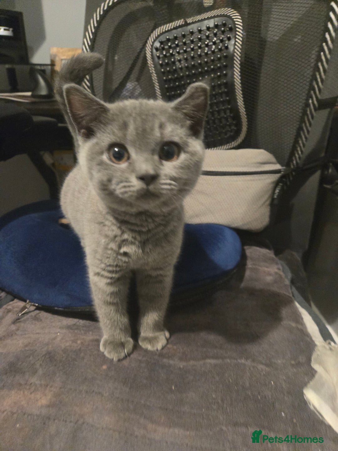 British Shorthair cats for sale: 1 FEMALE LEFT BRITISH SHORTHAIR KITTENS  - Image 8