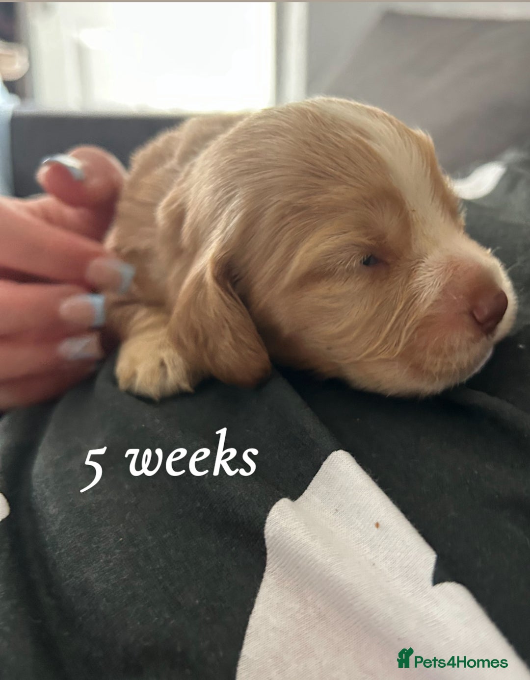 Cocker Spaniel dogs for sale: Cocker spaniel puppies  - Image 4