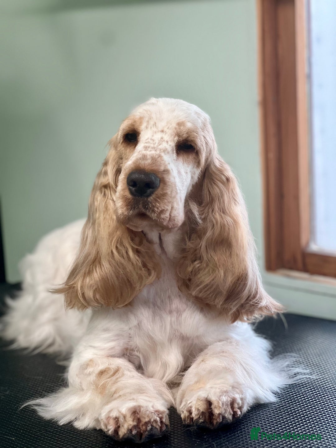 Cocker Spaniel dogs for sale: ADORABLE - Advert 6