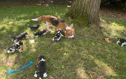 Beagle dogs for sale: BEAUTIFUL KC REG BEAGLES  - Image 12