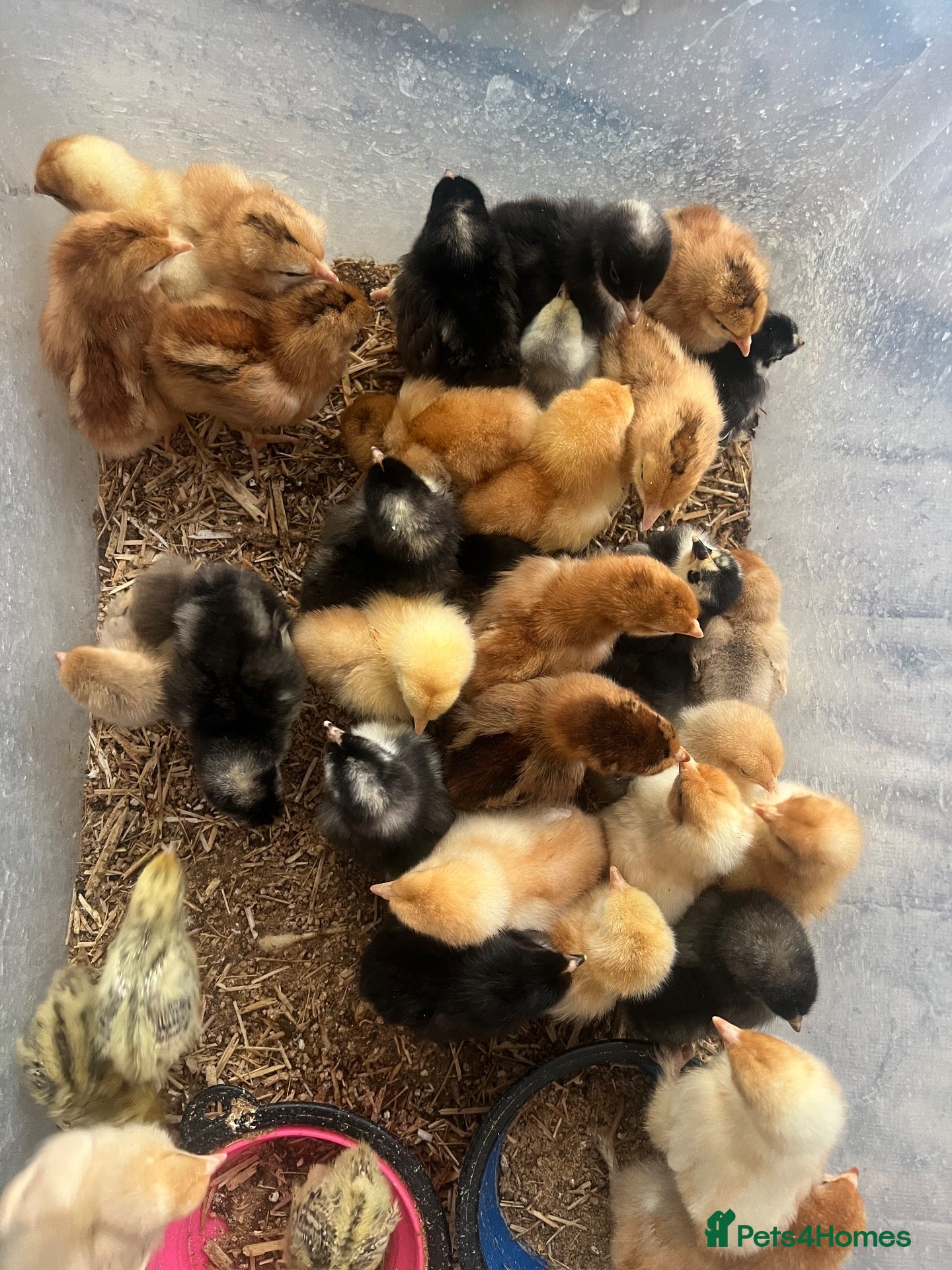 Mixed Breed birds Day old chicks available  - Advert 4