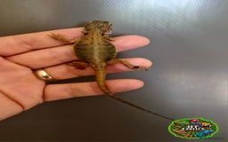 Bearded Dragon reptiles for sale: Pogona vitticeps + vitticeps/Barbata hybrids - Image 36