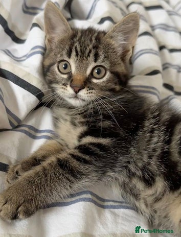 Mixed Breed cats - Advert 7