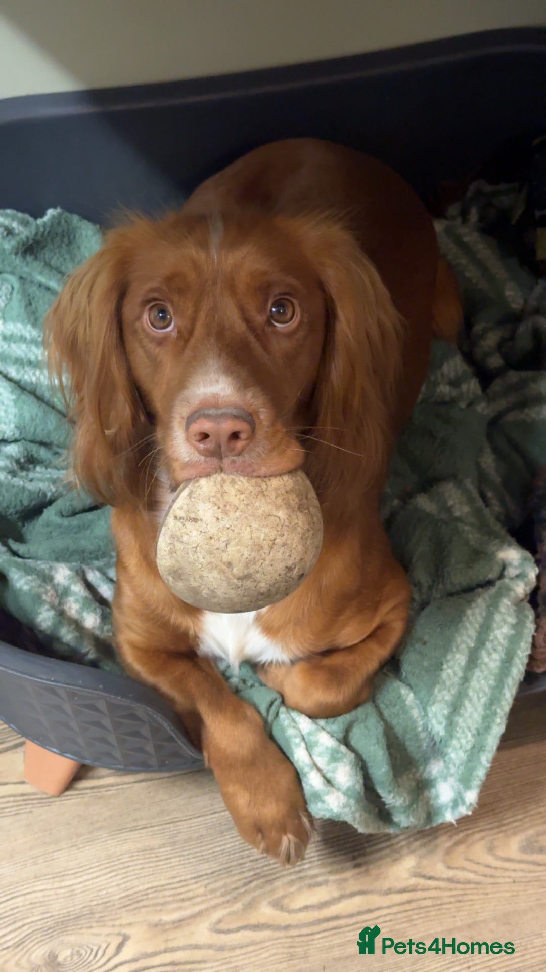 Cocker Spaniel dogs Cocker spaniel for stud  - Advert 4