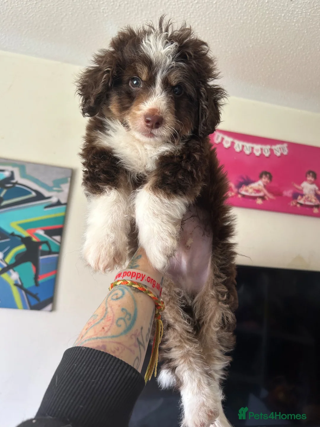 Mixed Breed dogs for sale: Cavapoo cross pomsky  - Advert 2