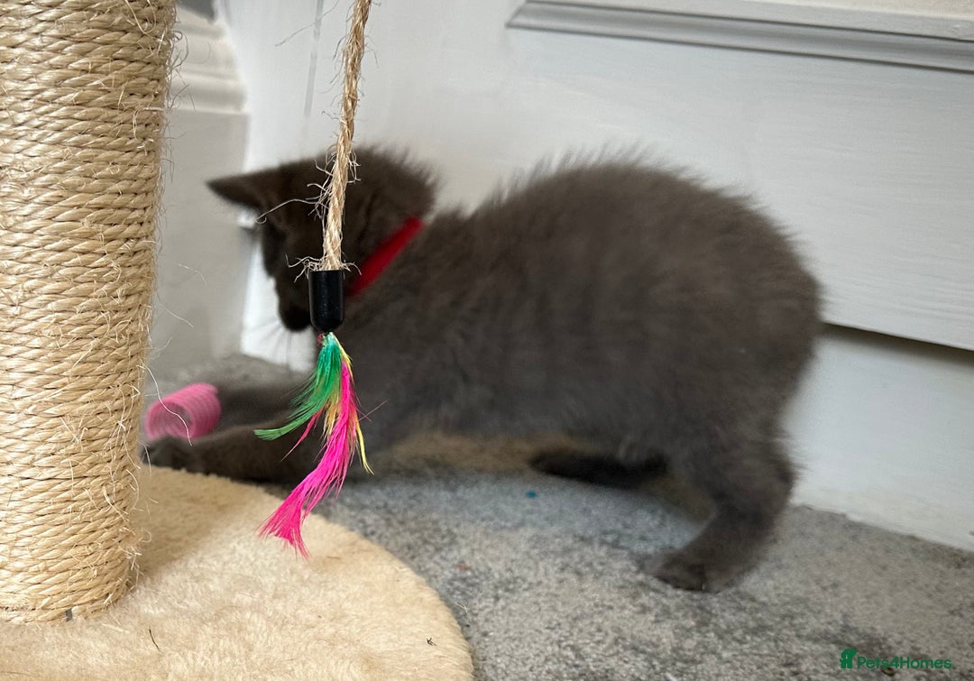 Russian Blue cats for sale: Russian Blue Kittens  - Image 9