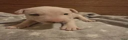 Miniature Bull terrier dogs for sale: White Miniature Bullterrier  - Advert 3