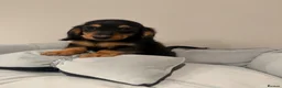 Miniature Dachshund dogs for sale: READY NOW Kc reg boys & girls - Advert 34
