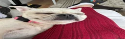 French Bulldog dogs for sale: Nearly 2 year old female  in Birmingham - Advert 2