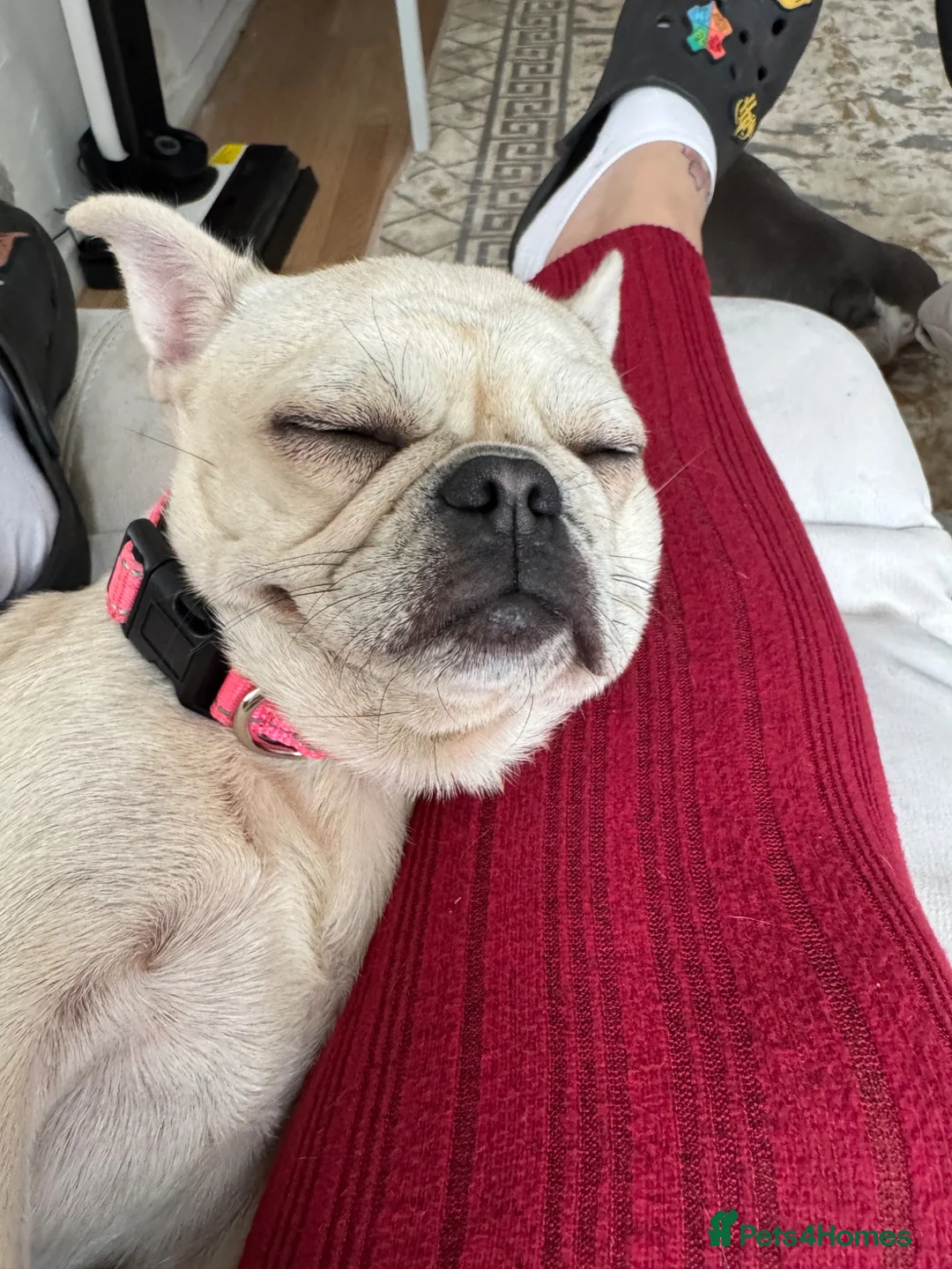 French Bulldog dogs for sale: Nearly 2 year old female  in Birmingham - Advert 2