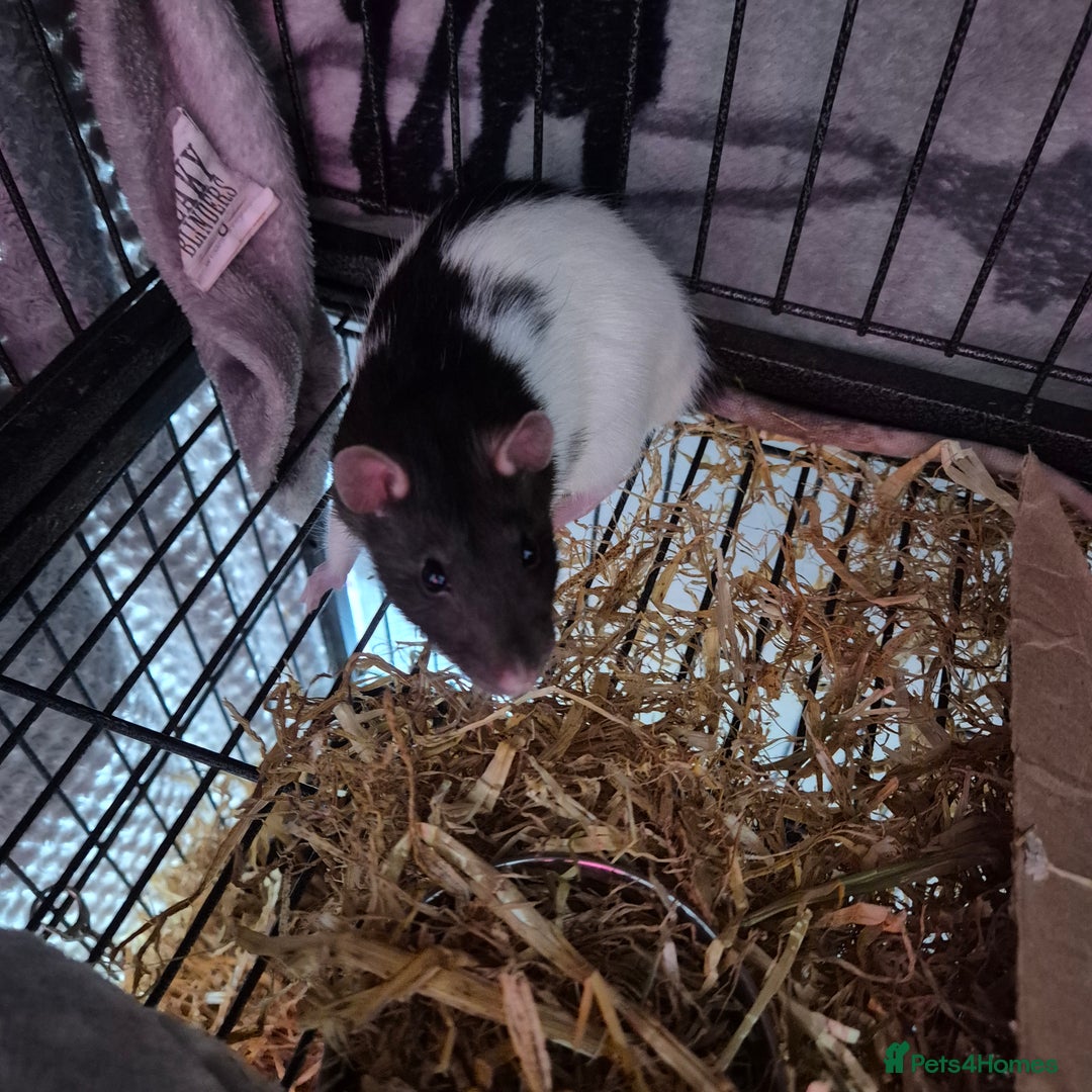 Rat rodents for sale: 4 mini rats  - Image 2