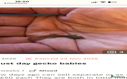 Gecko reptiles for sale: 3 mixed gold dust day geckos & 2 poison dart frogs - Advert 9