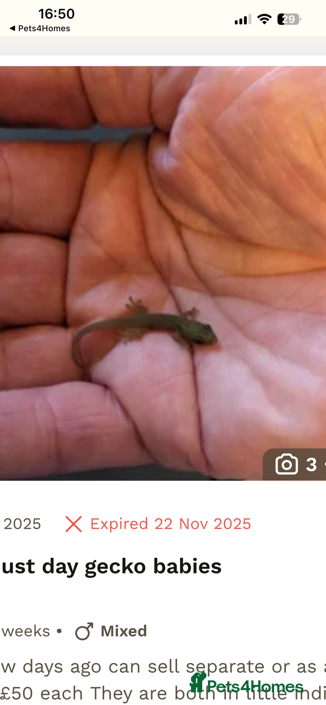 Gecko reptiles for sale: 3 mixed gold dust day geckos & 2 poison dart frogs - Advert 9