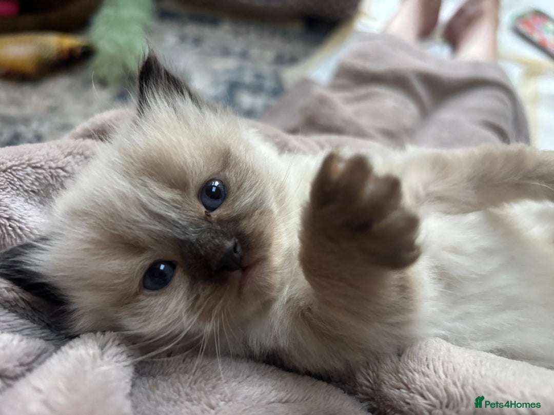Ragdoll cats for sale: Ragdoll - Pedigree  - Image 18