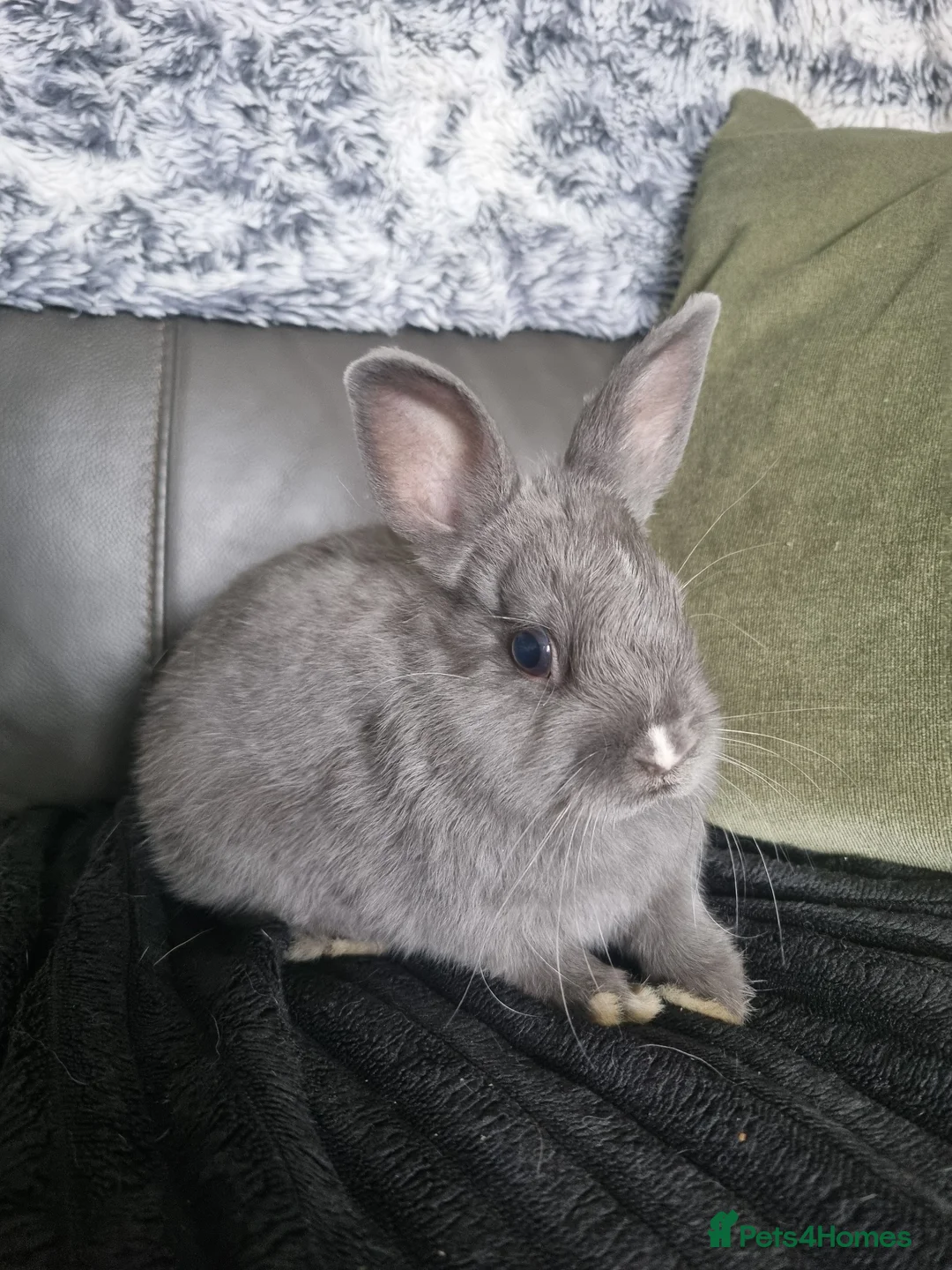 Netherland Dwarf rabbits for sale: Netherland dwarf babies for sale in Normanton - Advert 5