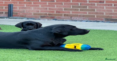 Labrador Retriever dogs - Advert 9