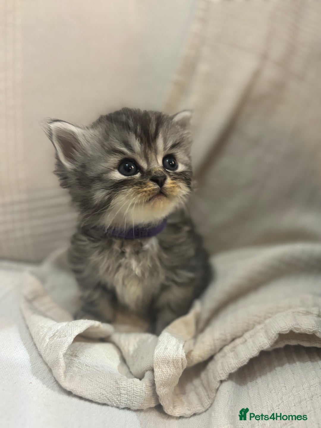 Persian cats for sale: Beautiful chinchilla Persian x - Advert 2